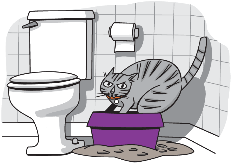 Angry cat in a small litter box