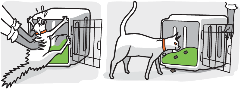 Person uses treats to guide cat into carrier