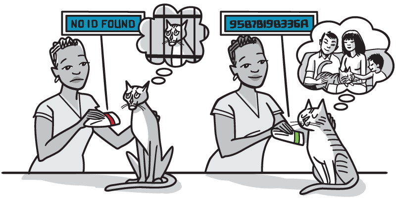 Cat with microchip is identified