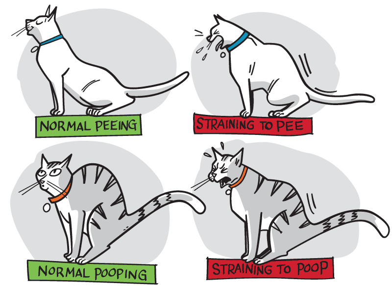 Cats struggling to poop and pee