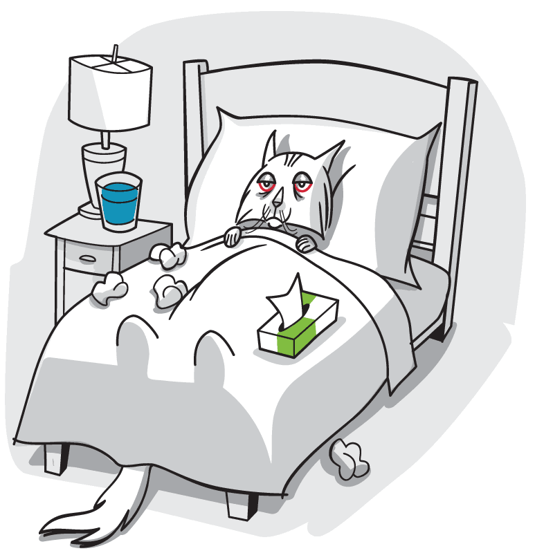Cat lays in bed with a cold