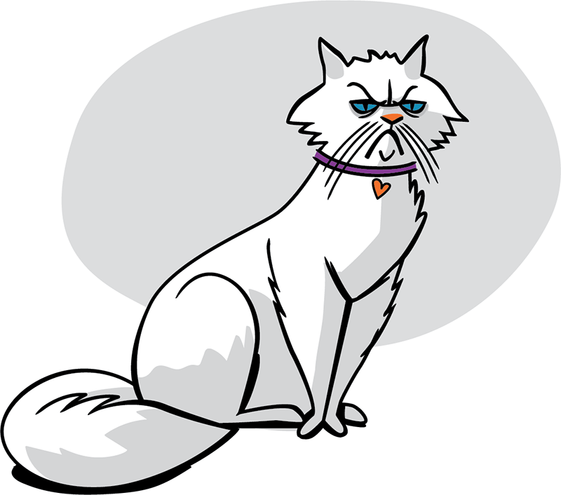 Cat with grumpy frown