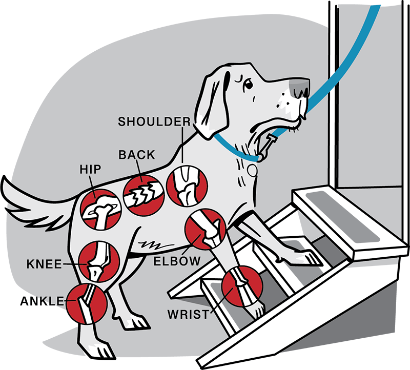 Illustration of dog climbing stairs with joints highlighted