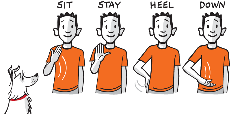 Illustration of hand signals for dog training - including sit, stay, heel, and down