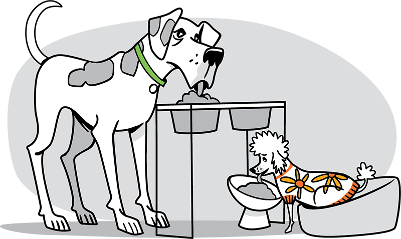 2 dogs eating from raised bowls