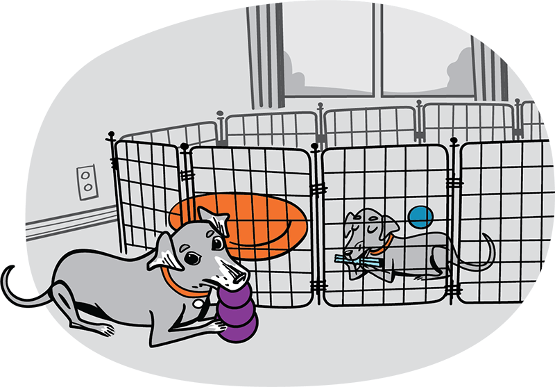 Two dogs chewing toys together