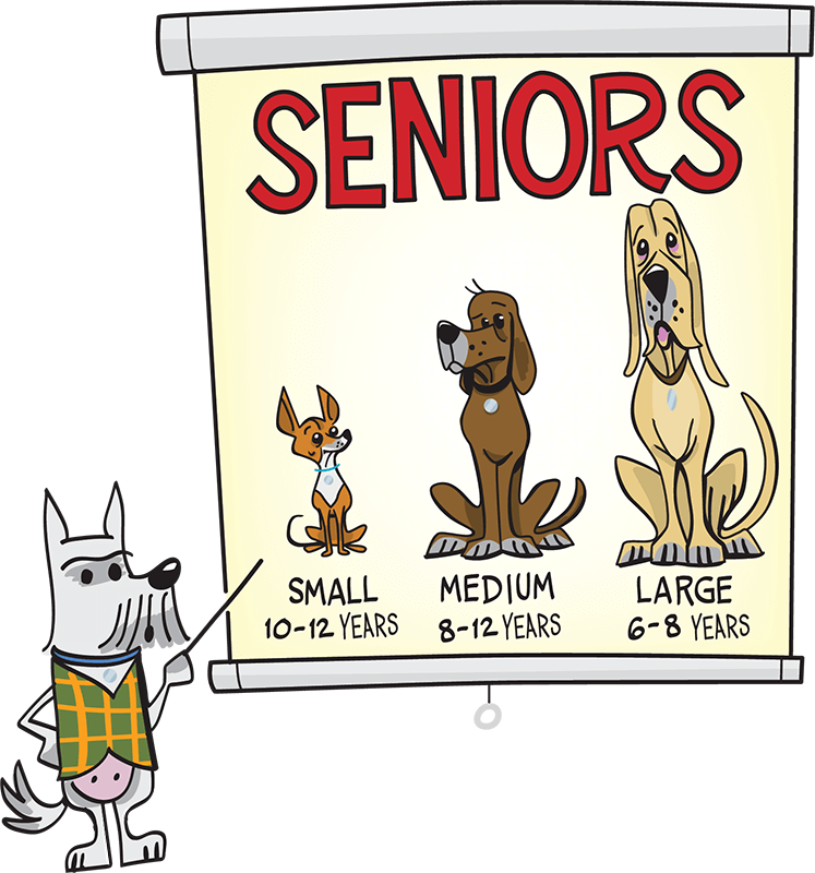 Chart showing at what point dogs are considered seniors based on their size. Small dogs are considered seniors at 10 to 12 years, medium dogs at 8 to 12 years, and large dogs at 6 to 8 years.