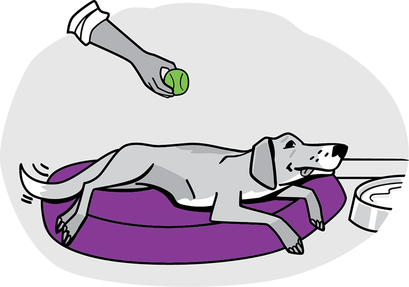 Dog laying down sick and looking uninterested