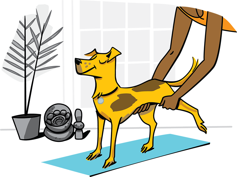 A person helps to manually stretch a dog's leg