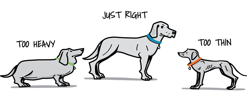 Three dogs in a row: one is overweight, one is underweight, and one is at a healthy weight